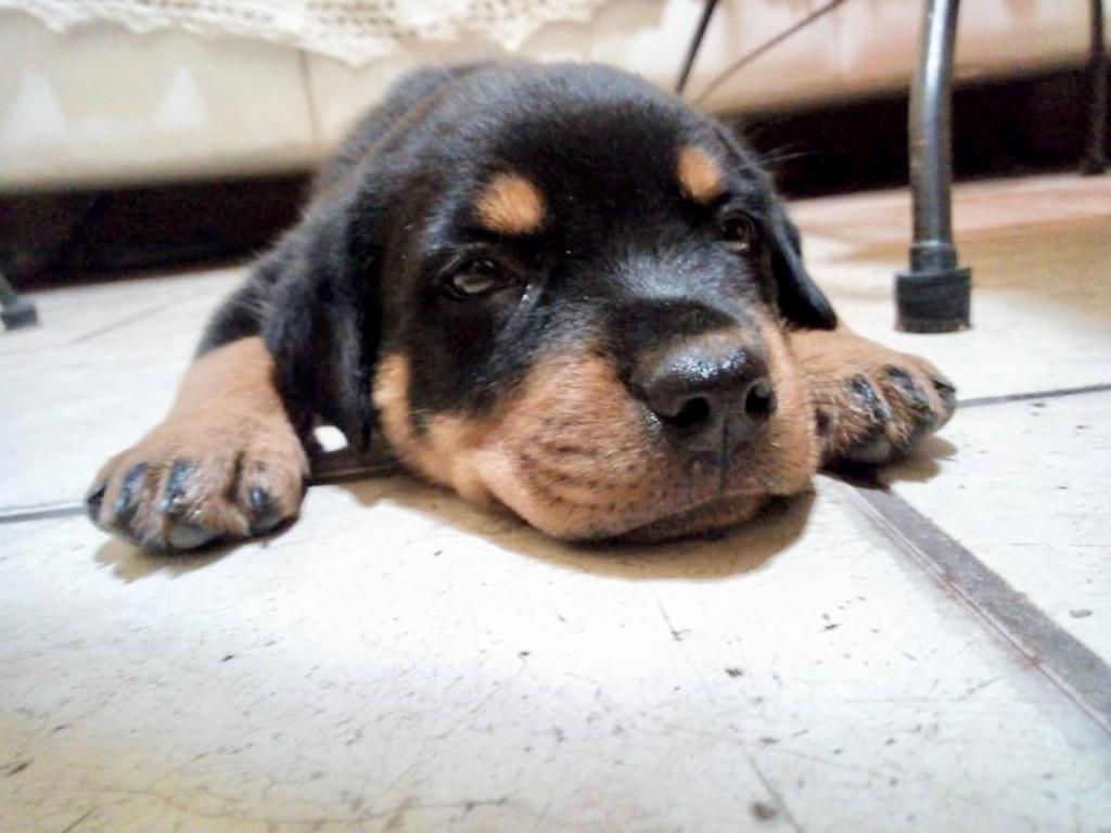 A cachorrinha Akira será vacinada