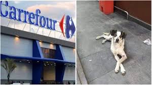 Cachorro morto no Carrefour