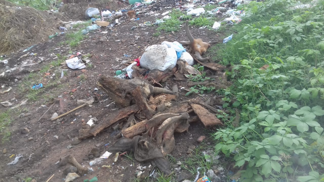 Restos de animais no lixão de Guadalupe