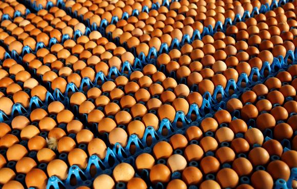 Delegação da Noruega recebe 15 mil ovos