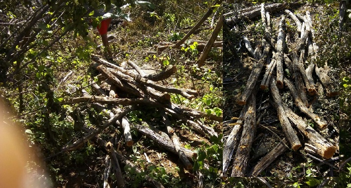As árvores cortadas dentro da área da comunidade quilombola