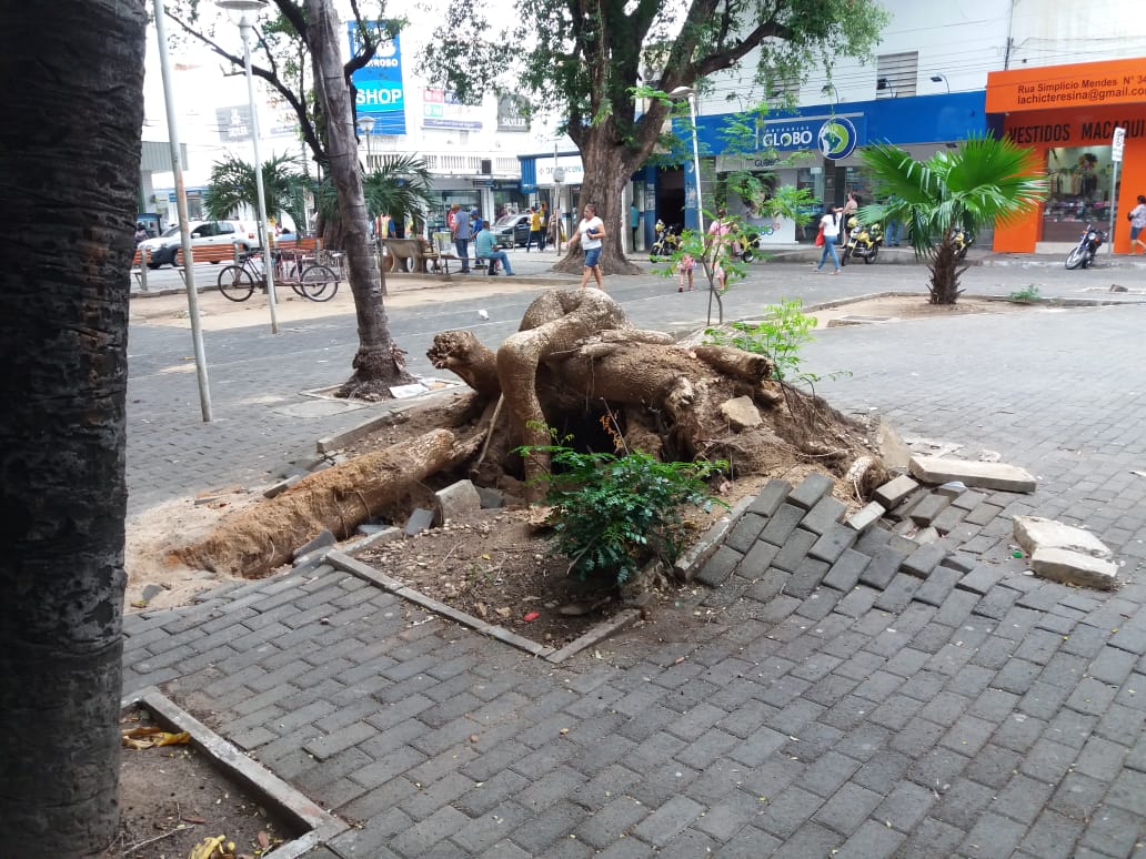 Raiz de árvore destrói calçamento da Praça Rio Branco