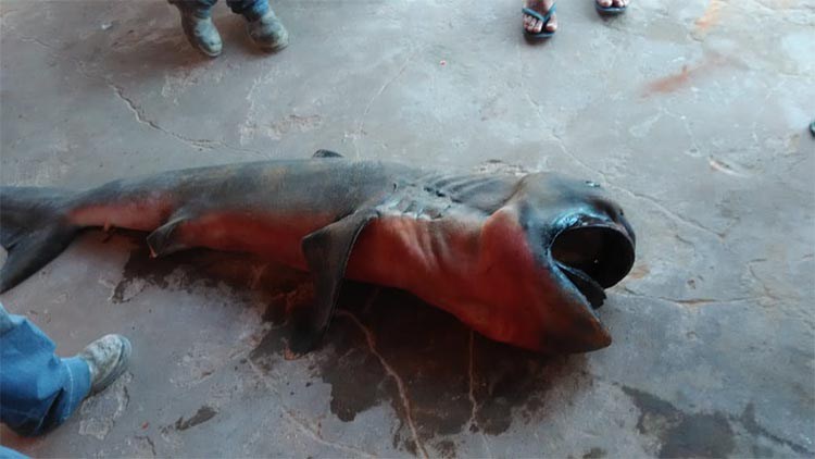 Tubarão raro é encontrado no litoral piauiense