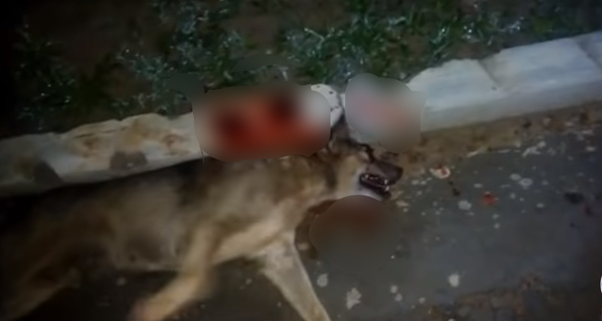 Cadela é assassinada com tiro na cabeça em Buriti dos Lopes