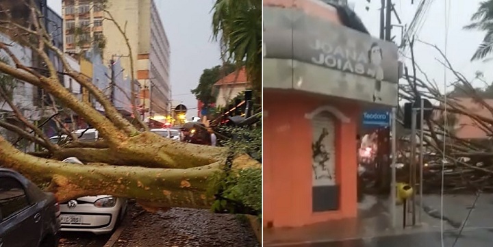 A árvore caiu sobre carros próximo ao Teatro 4 de Setembro
