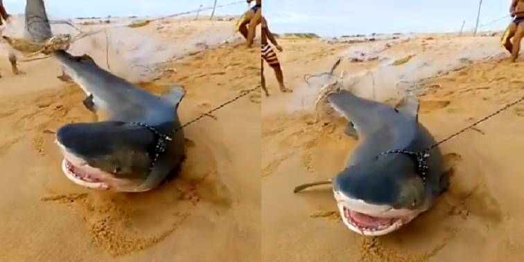 Tubarão é capturado por pescadores em praia do RJ
