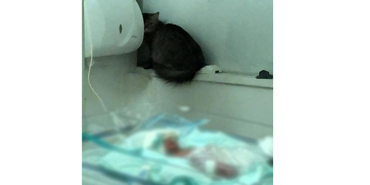 Gato aparece em foto ao lado de bebê em maternidade
