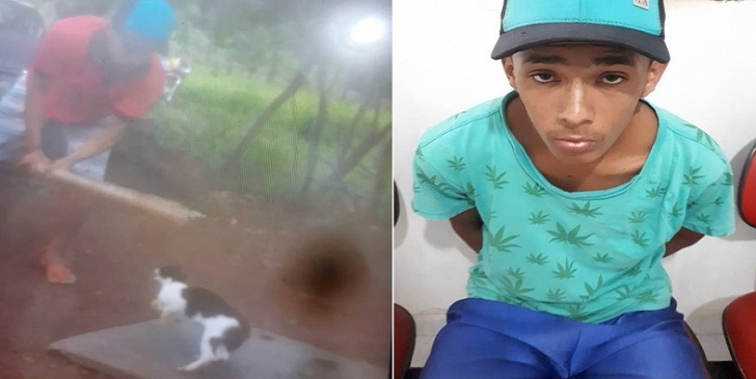 Jovem é preso após matar gato à pauladas
