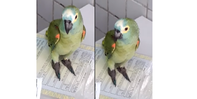 Papagaio é detido após tentar impedir prisão de traficantes