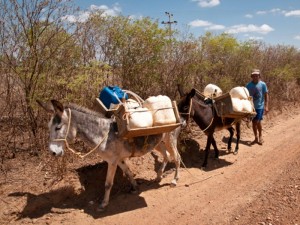 Sertanejo trasporta água em lombo de jumento para não morrer de sede