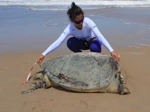 Bióloga mede tartaruga encontrada morta no litoral do Piauí