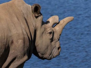 Rinoceronte branco: restam apenas três no mundo