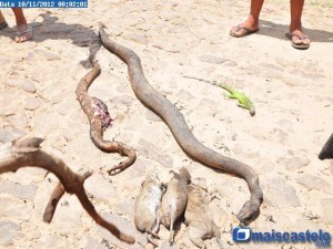 Bichos não tiveram como escapar do fogo
