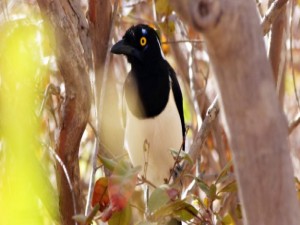 No Parque Nacional Serra da Capivara existem 57 mamíferos e 208 espécies de aves