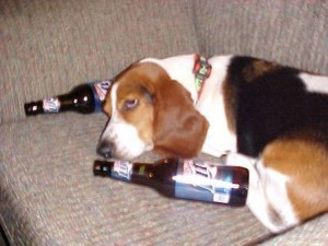 Assim como o homem, bebida alcoólica pode ser fatal para os cães