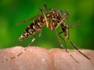 Aedes aegypti, transmissor de dengue, chikungunya e zika vírus