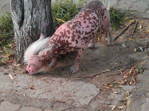 Bicho esquisito chama a atenção de estudiosos na China