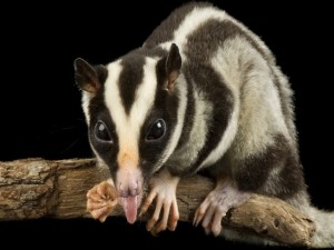 Animal tem uma estratégia diferente para enganar o predador