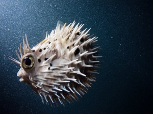 Peixe tem a sua maneira de se defender