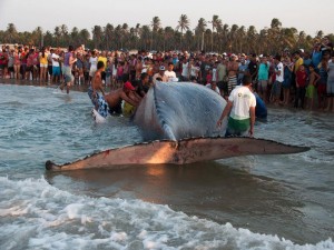 Curiosos observam baleia encalhada no litoral do Ceará