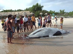 Baleia está com vários ferimentos e pode até morrer