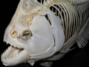 Esqueleto de piranha negra: mandíbulas poderosas