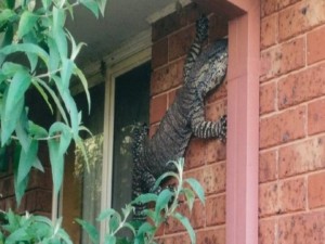 Lagarto tamanho família na parede assustou o morador