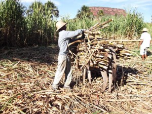 Produtores de cana-de-açucar de Palmeira do Piauí