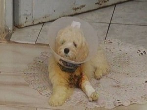 Animal pode ser mais uma vítima de maus tratos