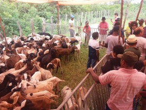 Foram entregues 320 animais, entre ovinos e caprinos.