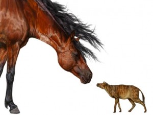 Nesta montagem, um cavalo contemporâneio ao lado de seu ancestral Sifrhippus, que tinha o tamanho de um gato