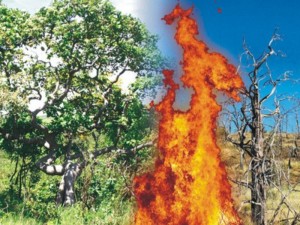 Fogo destrói a mata nos cerrados do Piauí