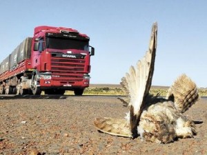 Muitos animais morrem atropelados no DF