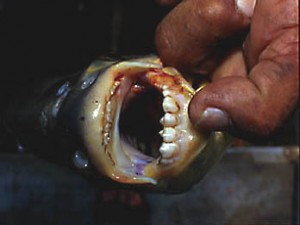 Peixe tem os dentes iguais aos dos humanos