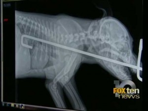 Raio-X mostra como ficou o mastro engolido pelo cão