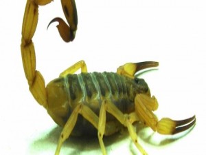 Escorpião amarelo: venenoso