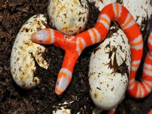 Cobra com duas cabeças ainda no ninho