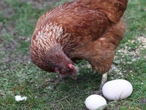 Até a ave ficou admirada com o tamanho do ovo