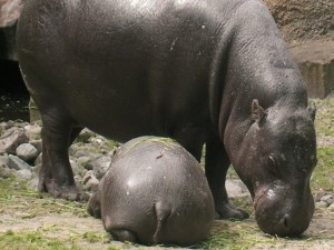 Hipopótamos pigmeus tendem a gerar mais fêmeas quando estão em cativeiro