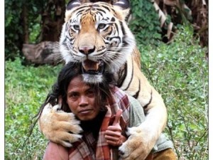 Amizade colorida entre o homem e o tigre chama a atenção