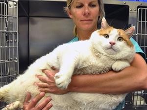 Morreu o gato tamanho família que pesava 18 Kg
