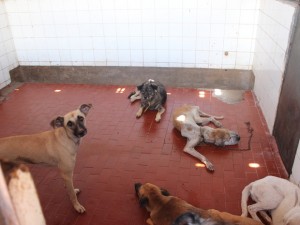 Cães abandonados são tratados na Apipa