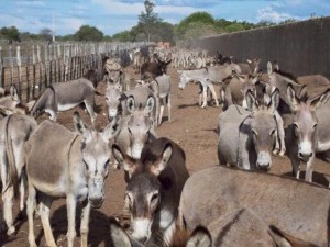 Burros que seriam abatidos em frigorífico de MG morrem após