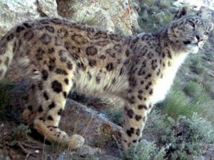 Felino é uma das especies mais ameaçadas de extinção