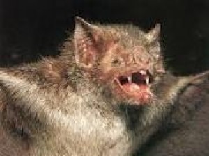 Morcego hematófago pode transmitir a raiva