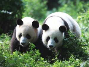 Estudo mostrou que acasalamento de pandas é ainda mais complexodo que se pensava