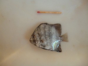 Associação denuncia a matança de peixes através do arrasto