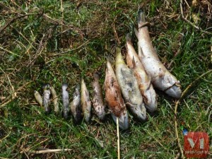 Causa da mortalidade dos peixes é desconhecida