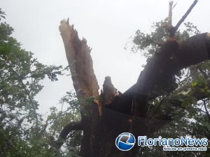 A árvore foi destruída pelo raio em Floriano