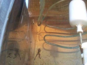 Bebedouro virou um condominio de rãs na UFPI